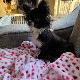 Koi - Chihuahua