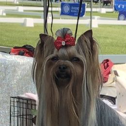 Celeste - Yorkshire Terrier