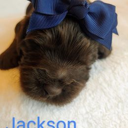 Australian Labradoodle Puppies from Lavender Fields Australian Labradoodles