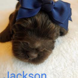 Australian Labradoodle Puppies from Lavender Fields Australian Labradoodles