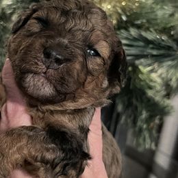 Clause - Merle male Goldendoodle puppy in Home, Pennsylvania from Plum Creek Acres Next Generation