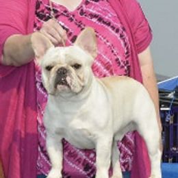 French Bulldogs and Pugs from Timeliss Dogs