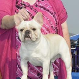 French Bulldogs and Pugs from Timeliss Dogs