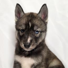 Thor - From Health Tested Parents - Agouti and white male Siberian Husky puppy in Los Angeles, California from Limitless Huskies
