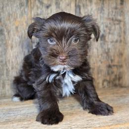 Mazey - Chocolate and tan female Yorkshire Terrier puppy in Mountain Grove, Missouri from Precious Puppies