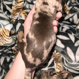 Dachshund Puppies from Garland Weens