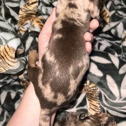 Dachshund Puppies from Garland Weens