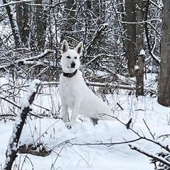 Hopes - Berger Blanc Suisse