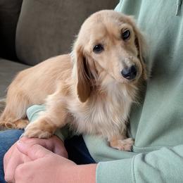 Jenny - Dachshund