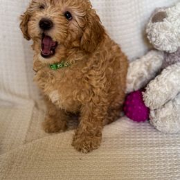 Poodle Puppies from Red Mini Poodles AZ