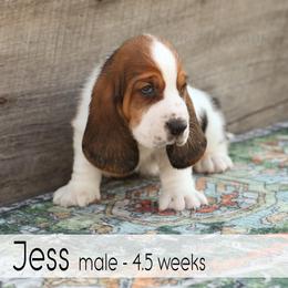 Jess - Black white and brown male Basset Hound puppy in Jefferson City, Missouri from Triple Hill Farm