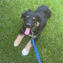 4.  This boy is a very handsome black-tri - Black tri-color male Australian Shepherd puppy in Shoshone, Idaho from Copper Rose Kennel