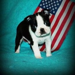 Boston Terrier and Italian Greyhound Puppies from 4Ever Boston Terriers & Italian Greyhounds