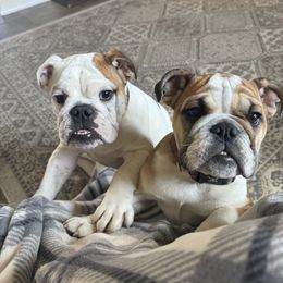 Bulldog Puppies from Magic City Kennel