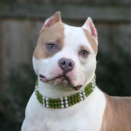 Zombie - Blue fawn male American Bully puppy in Kentucky from Cadmium Kennels