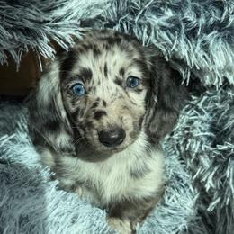 Valkyrie - Dachshund