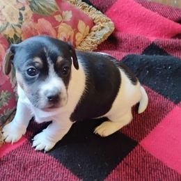 Brownie - Tri-color male Jack Russell Terrier puppy in London, Kentucky from Whitehouse Jack Russells