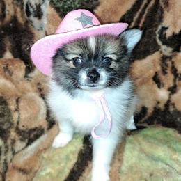 TWEETY-  Girl 2 - Tri-colored female Pomeranian puppy in Lore City, Ohio from Tonia's Pomeranians