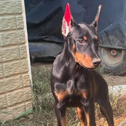 Phire - Black and rust female Doberman Pinscher puppy in Mount Orab, Ohio from Heyne Kennels