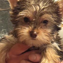 Puppy 6 - Chocolate and tan female Yorkshire Terrier puppy in Elizabeth, Indiana from Dwayne’s Yorkshire Terriers