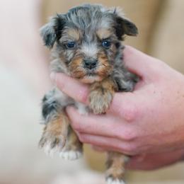 Billy - Merle male Bernedoodle puppy in Dundee, Ohio from Down Home Doodle