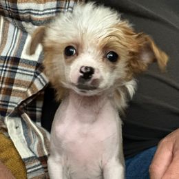 Monty - Red male Chinese Crested puppy in New Haven, West Virginia from EverCrest