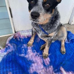 Australian Cattle Dog All Grown Up from Glory Ranch Australian Cattle Dogs