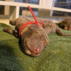 Red - Deadgrass Chesapeake Bay Retriever puppy in Winneconne, Wisconsin from Lone Willow Chesapeakes