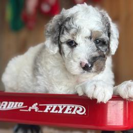 Cole Franks - Blue merle male Aussiedoodle puppy in Lancaster, Minnesota from Finney Ranch