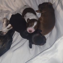 Dachshund Puppies from Harlee's Dachshunds