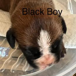 Boxer Puppies from Bunches of Love Boxers