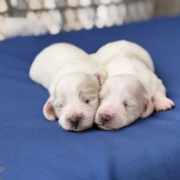 Dachshund Puppies from Ana’s Beautiful Doxies