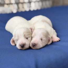 Dachshund Puppies from Ana’s Beautiful Doxies