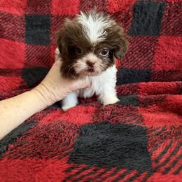 Teeny Tiny Chocolate white - Liver and white female Shih Tzu puppy in Fort Myers, Florida from Donna's Puppies