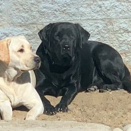 Labrador Retrievers from OC Labradors