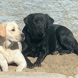 Labrador Retrievers from OC Labradors