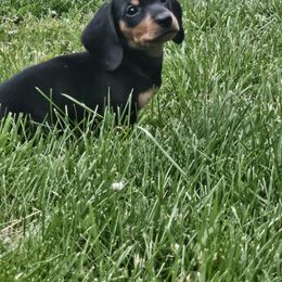 Blue - Black and tan male Dachshund puppy in Neola, Iowa from Eiram Dachshunds