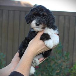 Pearl - Tri-color female Bernedoodle puppy in Eagle Mountain, Utah from Fur Real Puppies.