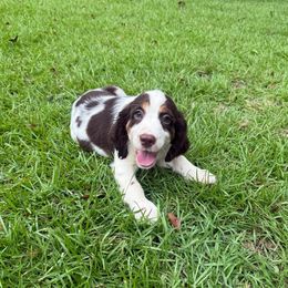 Girl 2 red - Liver white and tan female English Springer Spaniel puppy in Bonifay, Florida from Sherrouse English Springer Spaniels