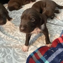 German Shorthaired Pointer Puppies from Mercedes Belli's German Shorthaired Pointers
