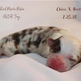 Miniature Australian Shepherd and Toy Australian Shepherd Puppies from TK Mini & Toy Aussies