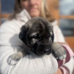 Anatolian Shepherd Dog Puppies from Wild Rooster Family Farm (AKC Anatolians OFA Hips Tested)