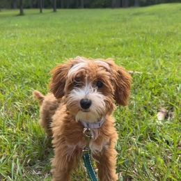 Havapoo All Grown Up from Havapoo Kennels