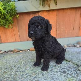 Mollie moose girl 2 - Brindle and white female Saint Berdoodle puppy in Castle Rock, Washington from PNW Saint Berdoodles