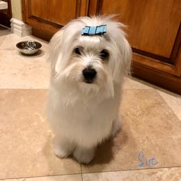 Fluffy - White male Coton de Tulear puppy in Palm Desert, California from Cotoncutie