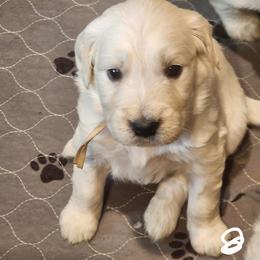 Ophelia - Golden female Golden Retriever puppy in Lucasville, Ohio from Halo Kennels