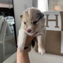 Pomsky Puppies from Velvet Pomskies
