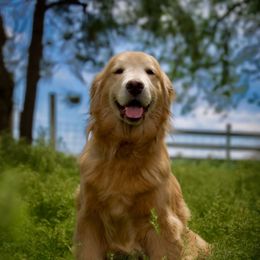 Kyra - Golden Retriever