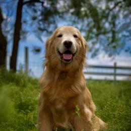 Kyra - Golden Retriever