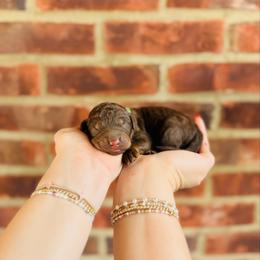 Godiva - Tri-color female Labradoodle puppy in Elizabethtown, Kentucky from Reddy Poodles & Doodles
